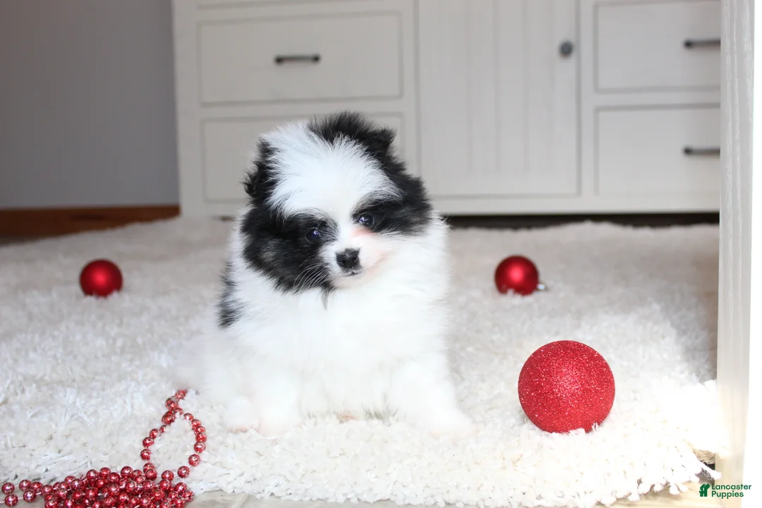 Pomeranian dogs for sale: Dax - Ad 2