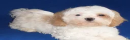 Shihpoo dogs for sale: Pickles - Ad 7