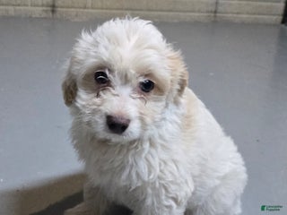 Mini Aussiedoodle dogs - Ad 25