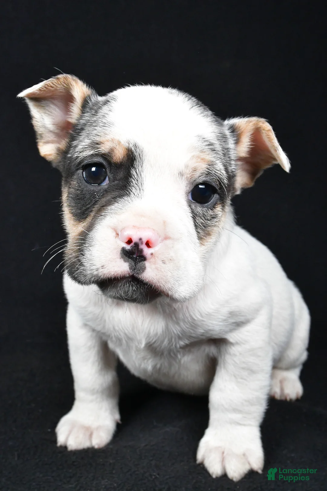 Beabull dogs for sale: Jasper - Ad 5