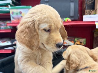 Golden Retriever dogs Golden Retriever Puppy 1 - Ad 19