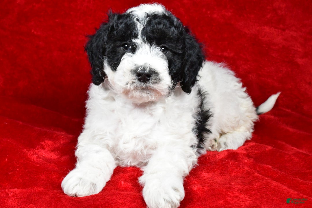 Mixed Breed dogs for sale: Sophie  - Ad 3