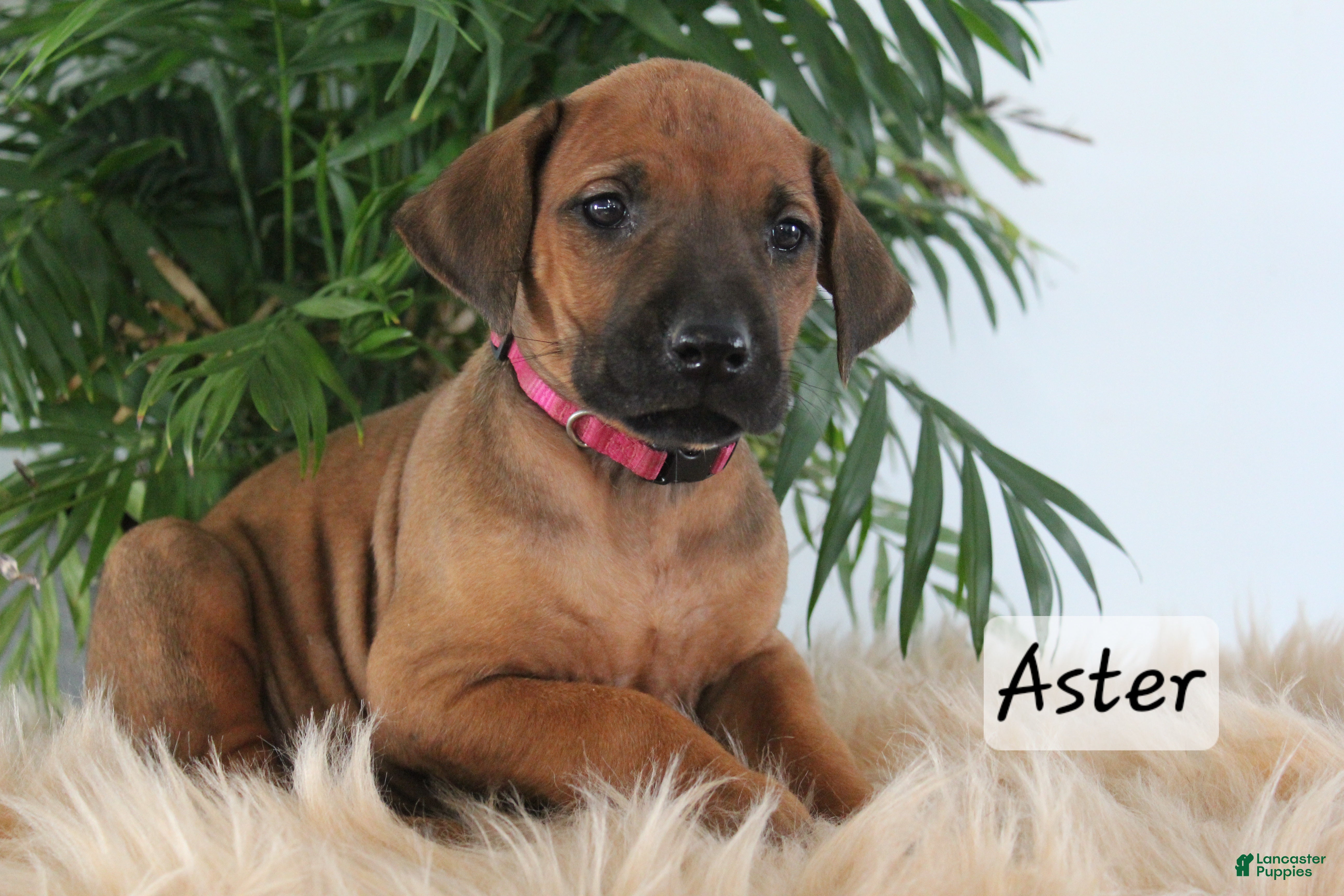 Rhodesian Ridgeback dogs Rhodesian Ridgeback Puppy 6 - Ad 12