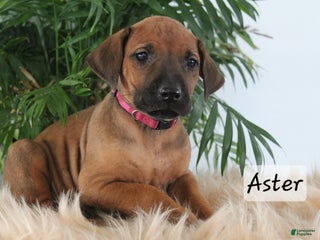 Rhodesian Ridgeback dogs Rhodesian Ridgeback Puppy 6 - Ad 1