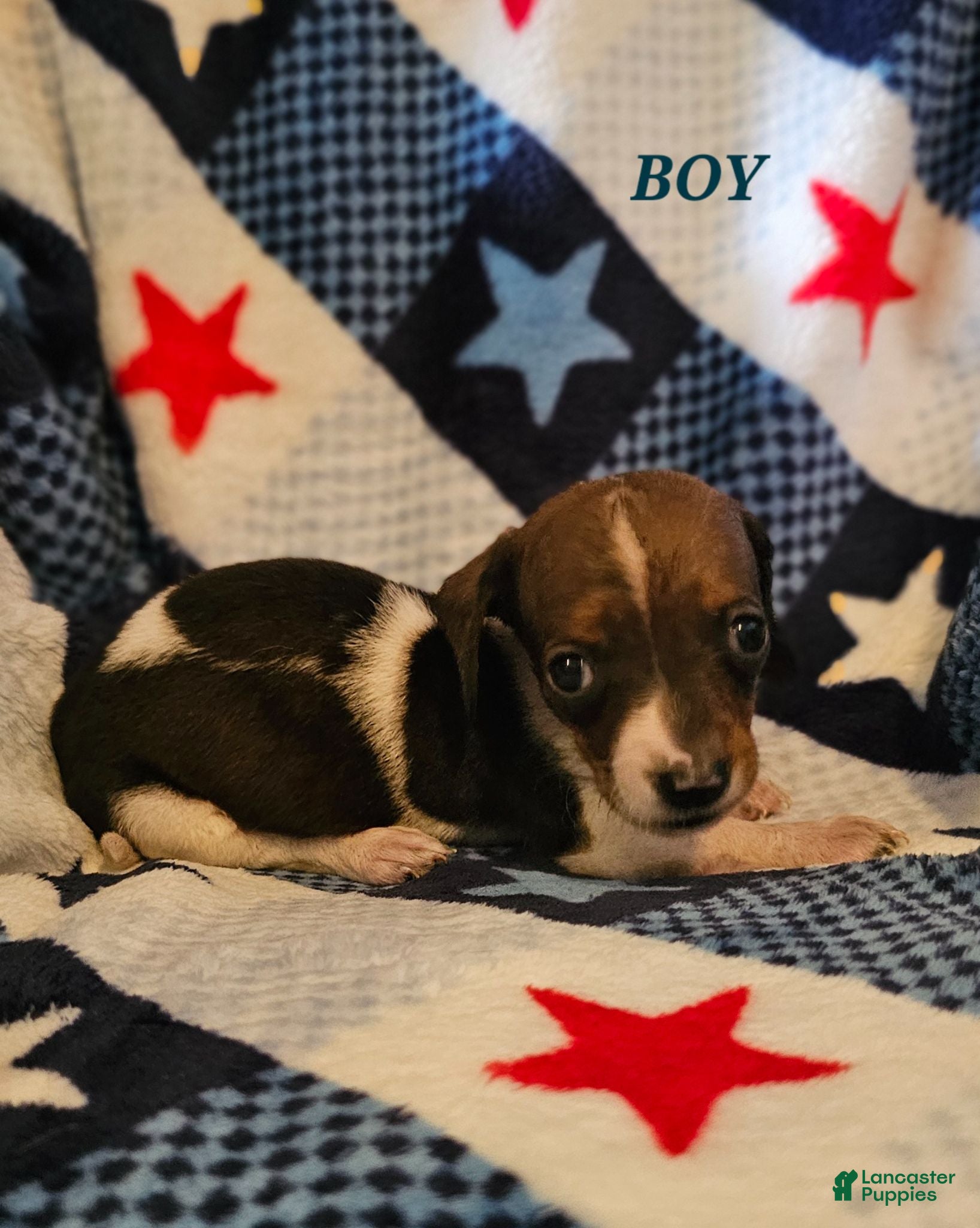 Miniature Dachshund dogs Miniature Dachshund 3 - Ad 14