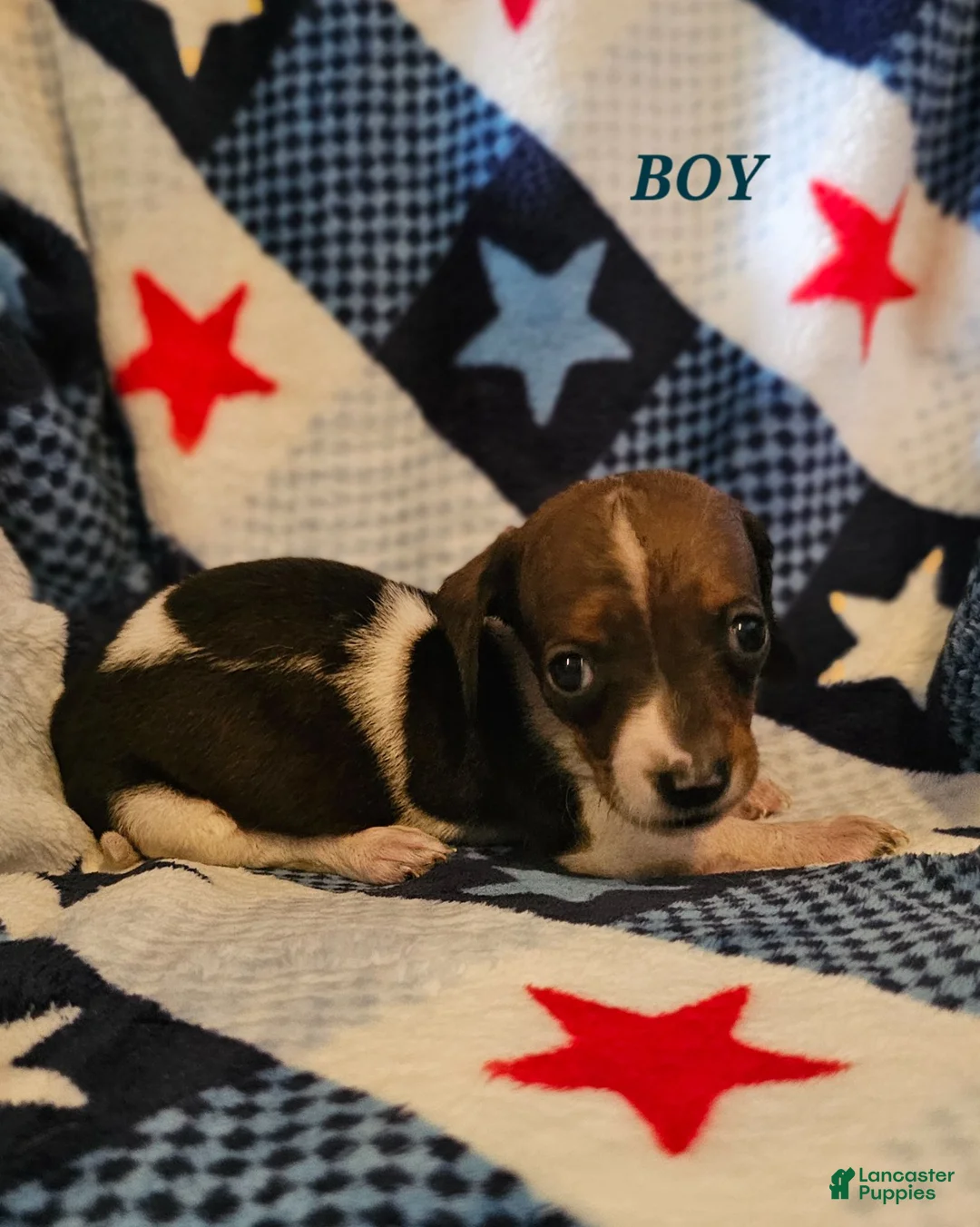 Miniature Dachshund dogs for sale: Miniature Dachshund 3 - Ad 1