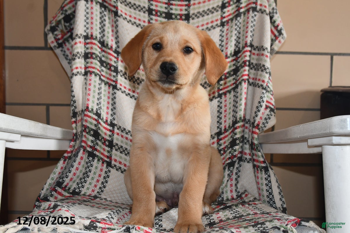 Labrador Retriever dogs Moose - Ad 6