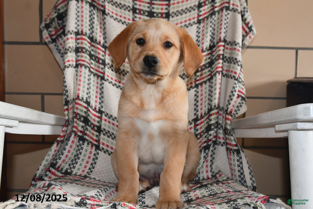 Labrador Retriever dogs for sale: Moose - Ad 1