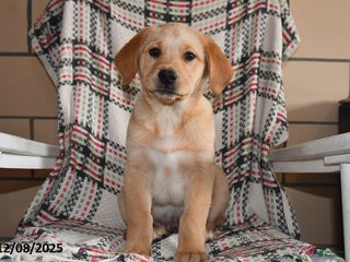 Labrador Retriever dogs Moose - Ad 10