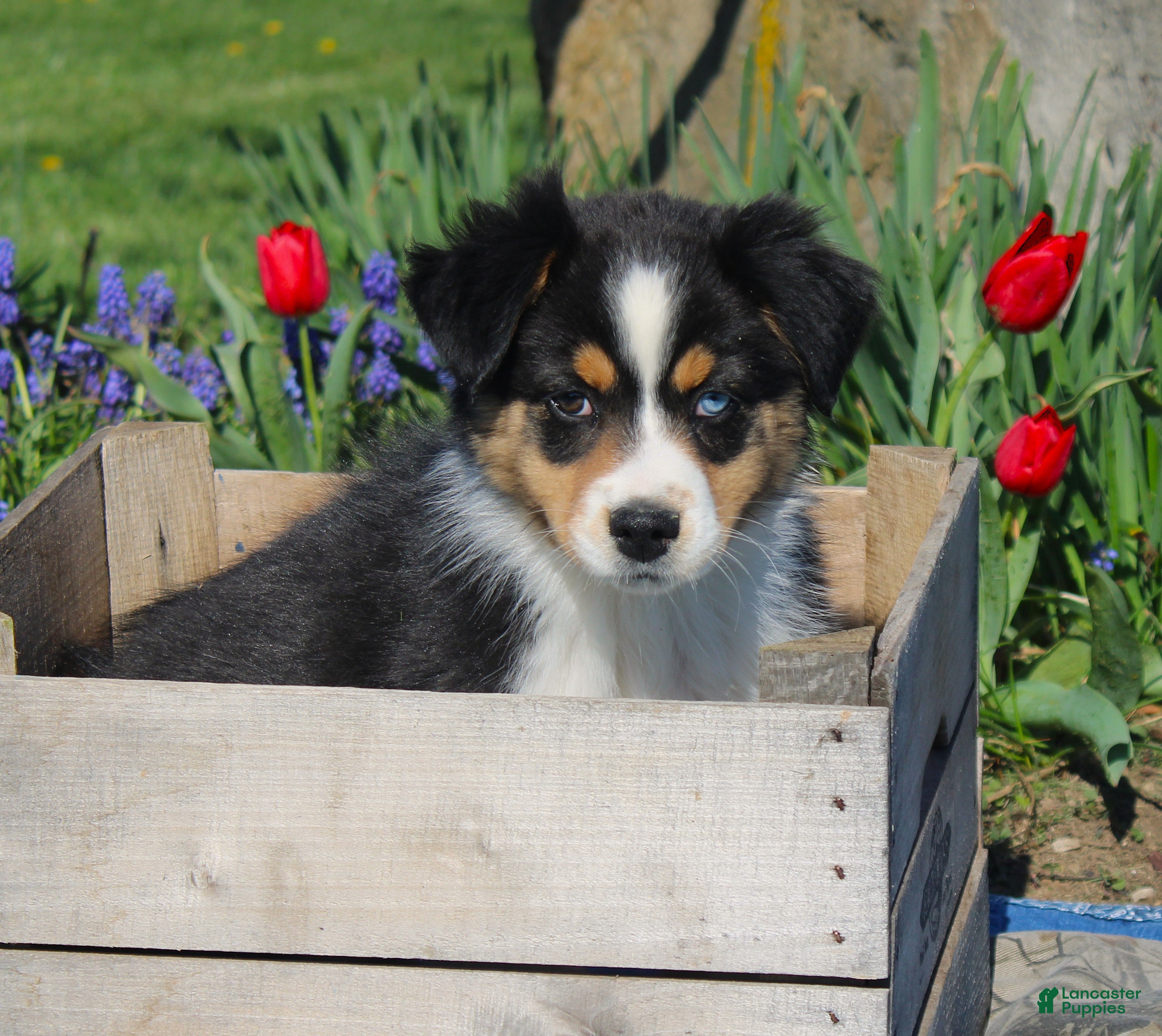 Australian Shepherd dogs Twig - Ad 1