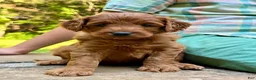 Mini Goldendoodle dogs for sale: Goofy - F1b mini boy - Ad 3