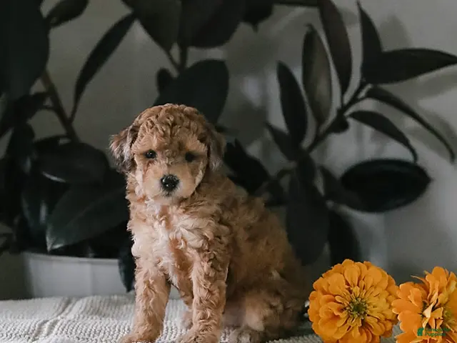 Maltipoo dogs for sale: Mimi - Ad 1