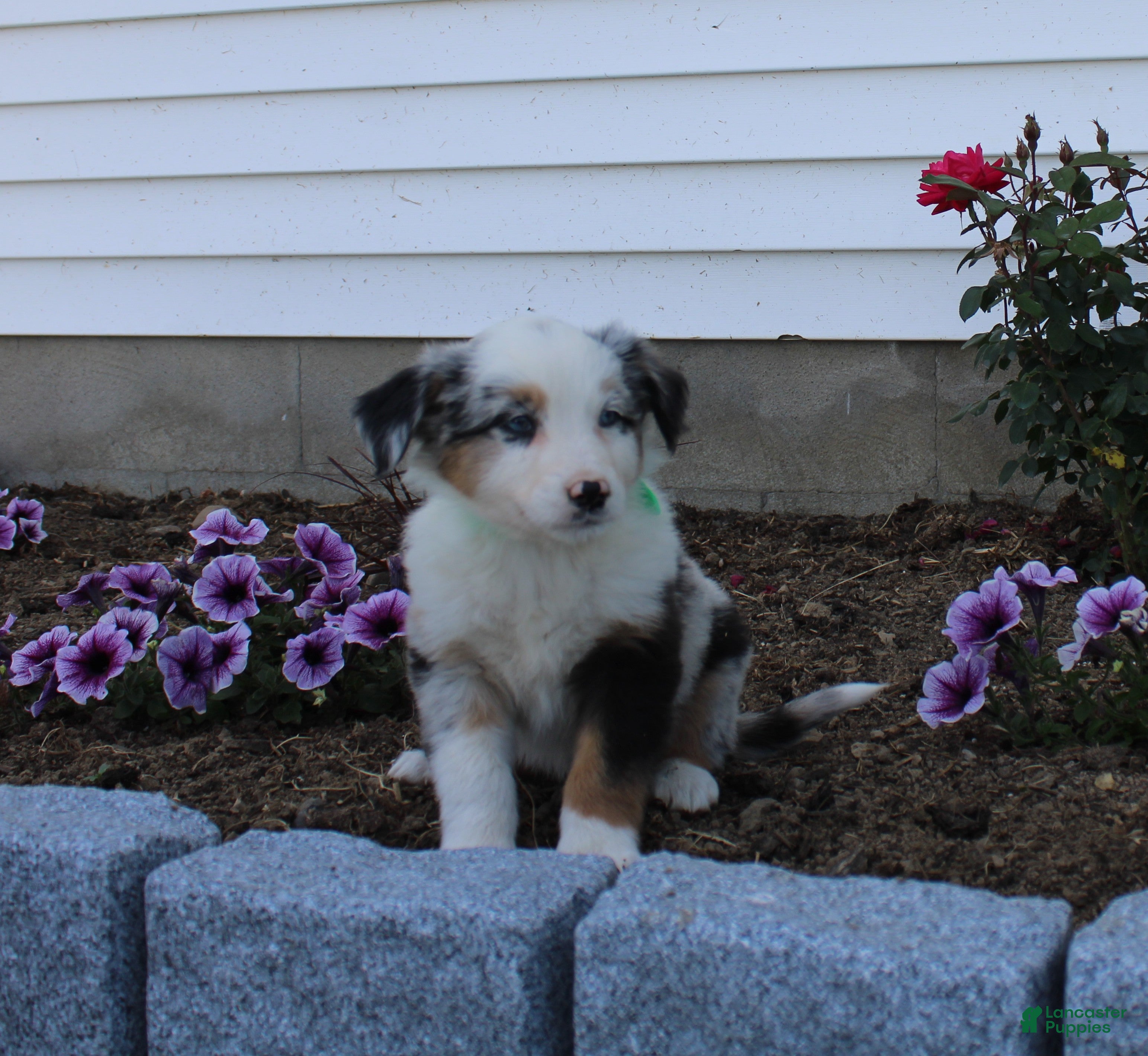Australian Shepherd dogs Maverick - Ad 33