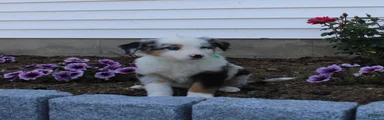 Maverick