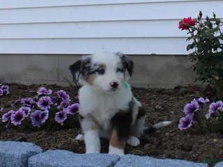 Australian Shepherd dogs Maverick - Ad 33