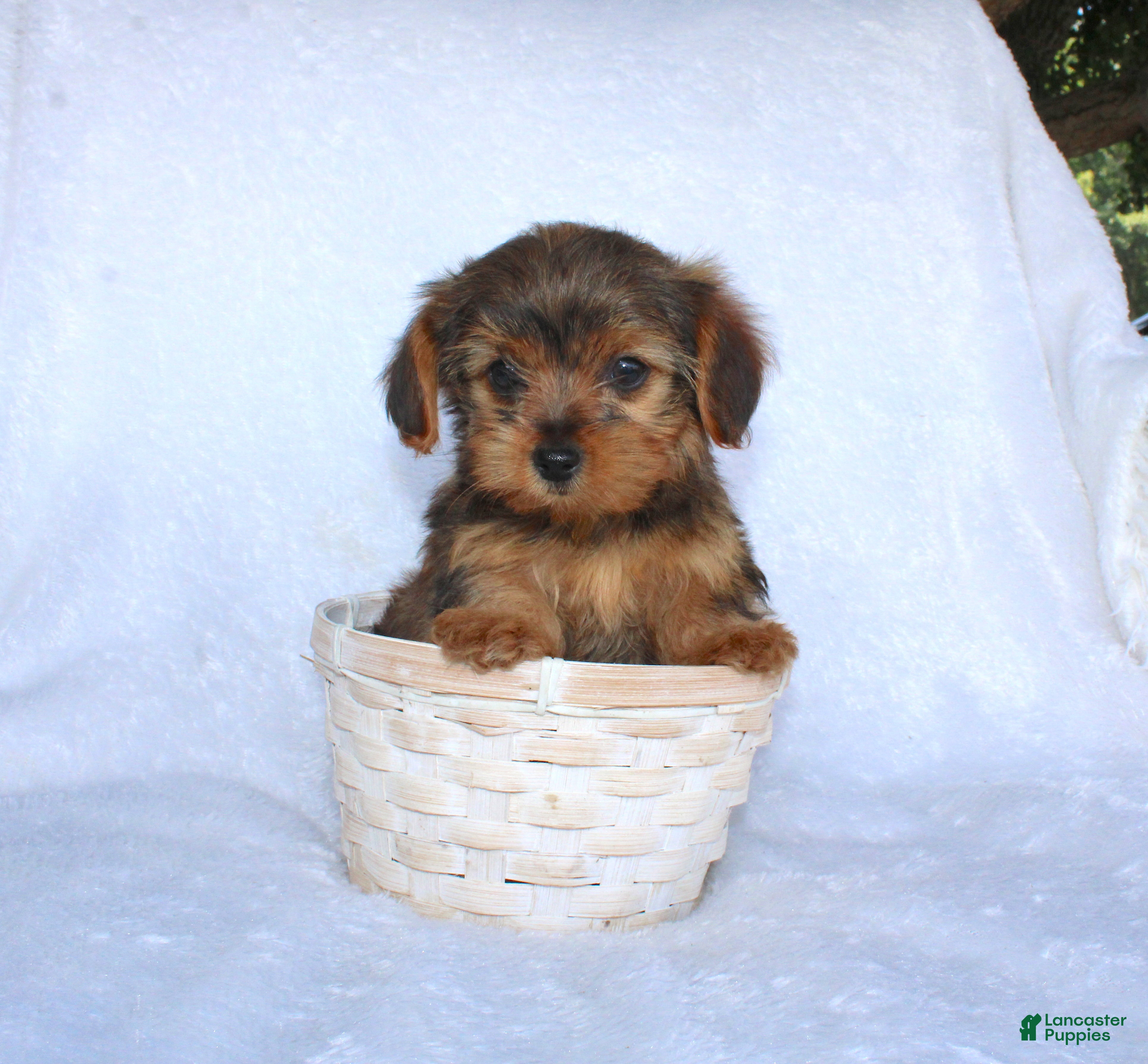 Yorkiepoo dogs Evan  - Ad 1