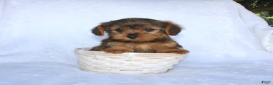 Evan 