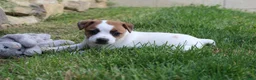 Jack Russell Terrier dogs for sale: Daisy - Ad 5