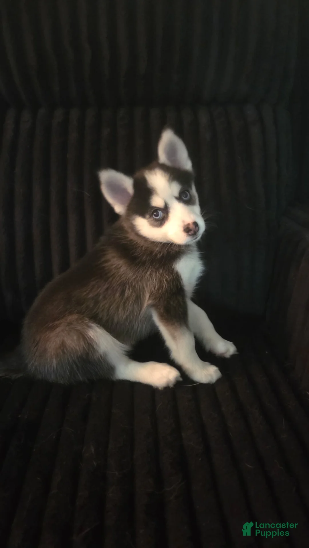 Pomsky dogs for sale: Thia - Ad 1
