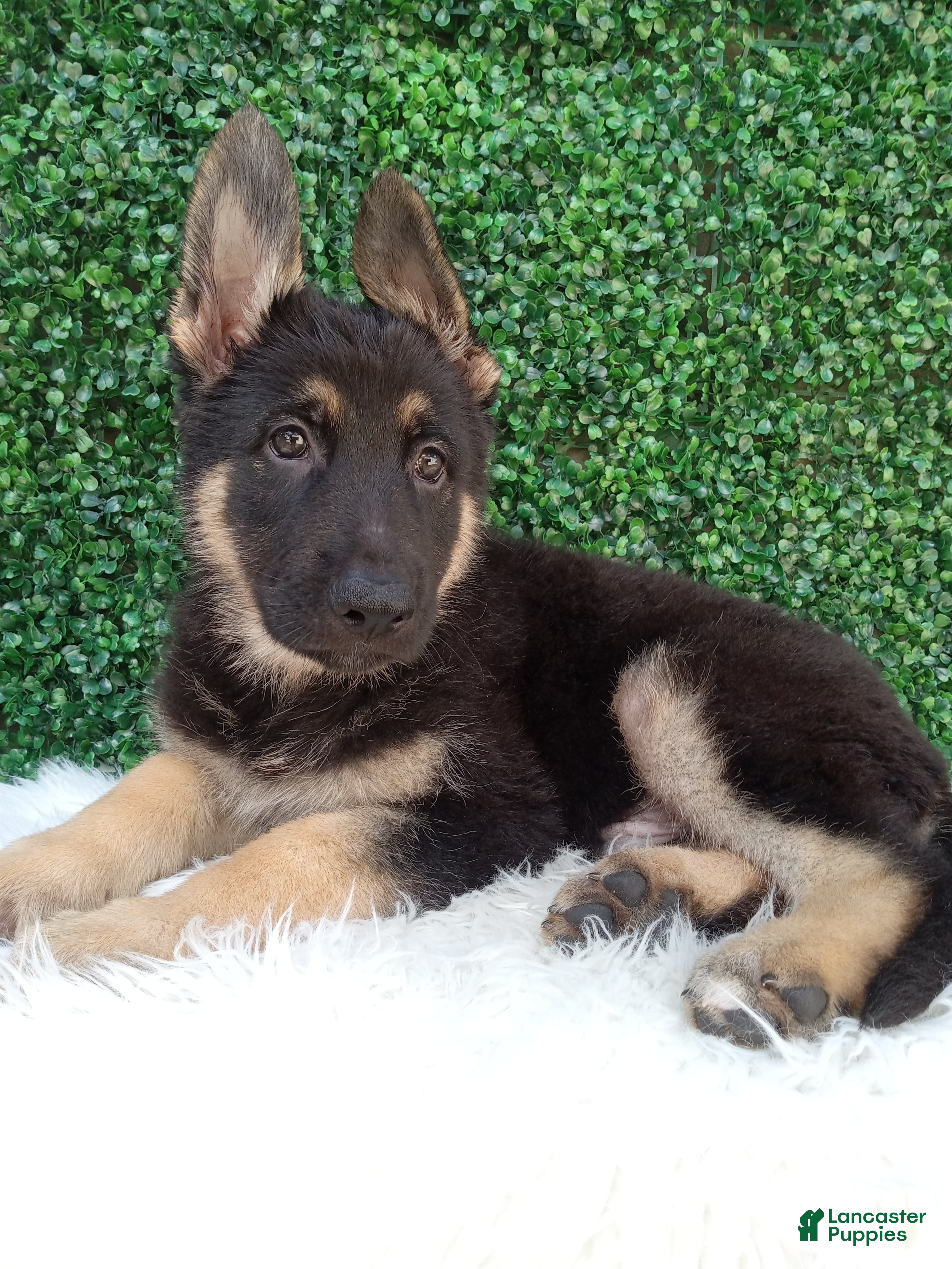 German Shepherd dogs Max - Ad 2