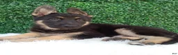 German Shepherd dogs for sale: Max - Ad 2