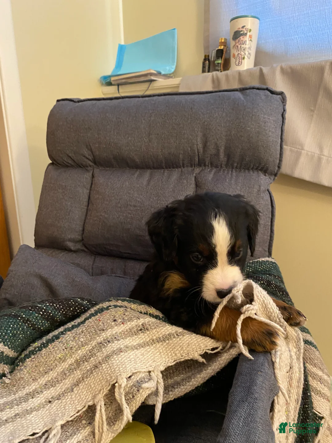 Bernedoodle dogs for sale: Bernedoodle Puppy 4 - Ad 6
