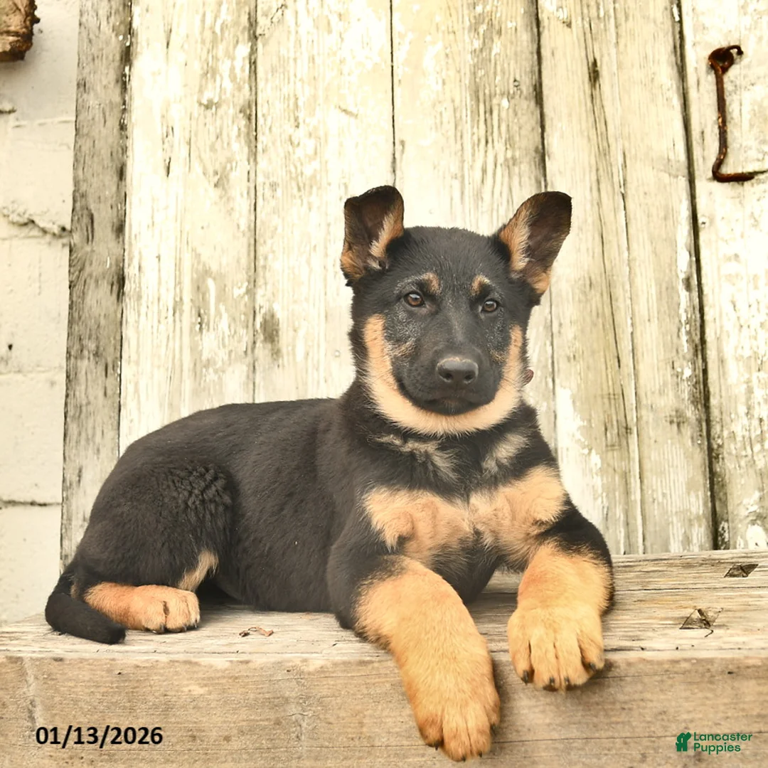 German Shepherd dogs for sale: Malerie - Ad 2