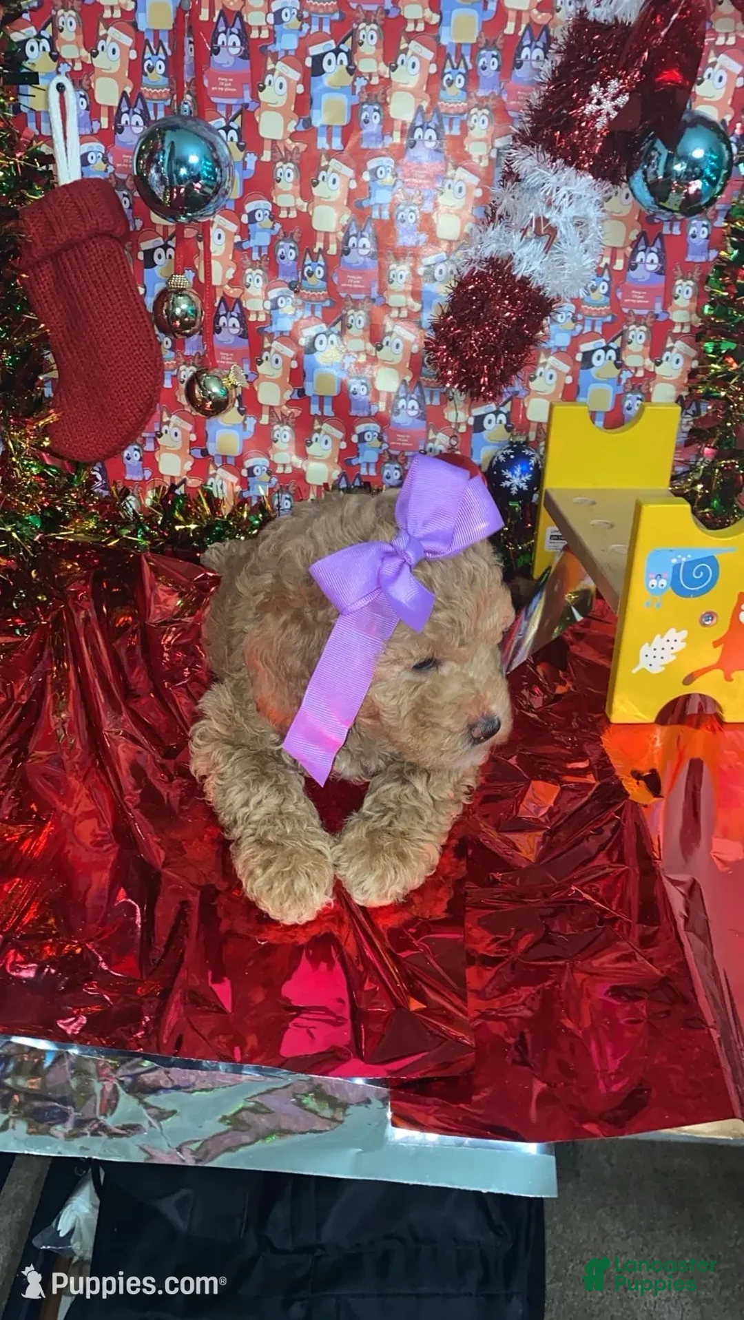 Mini Goldendoodle dogs for sale: Storm - Ad 3