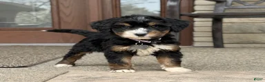 Stunning Bernedoodle - 3yr Warranty - Family Socialized - Tri 