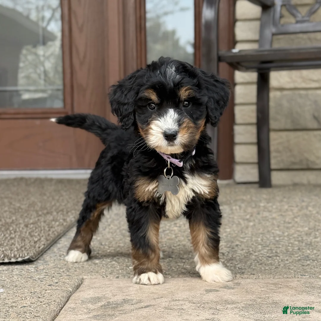 Bernedoodle dogs for sale: Stunning Bernedoodle - 3yr Warranty - Family Socialized - Tri  - Ad 1