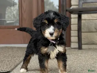 Bernedoodle dogs for sale: Stunning Bernedoodle - 3yr Warranty - Family Socialized - Tri - Ad 4