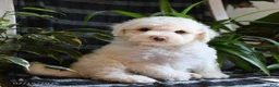 Bichpoo dogs for sale: Blue - Ad 3