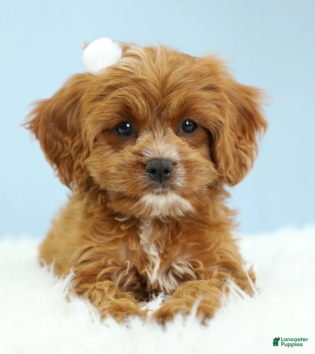 Cavapoo dogs for sale: Toffee 🧁 - Ad 1