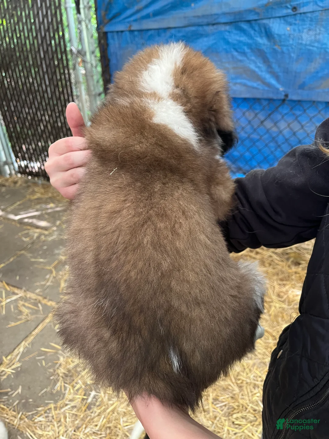 Saint Bernard dogs for sale: Saint Bernard 6  Gary - Ad 2