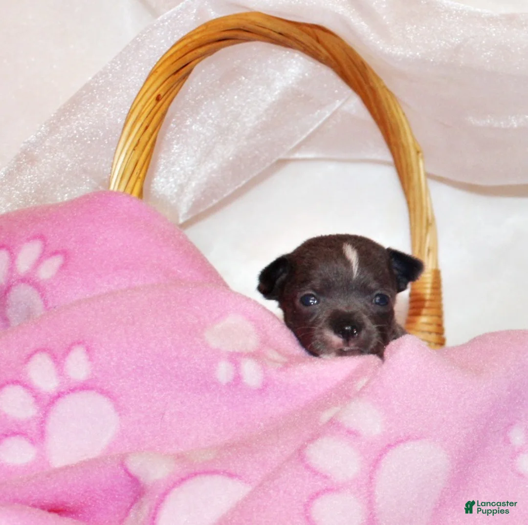 Chihuahua dogs for sale: Pixie - Ad 2