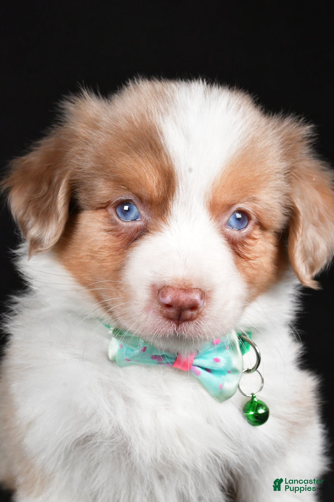 Mini Aussiedoodle dogs for sale: Snickers - Ad 7