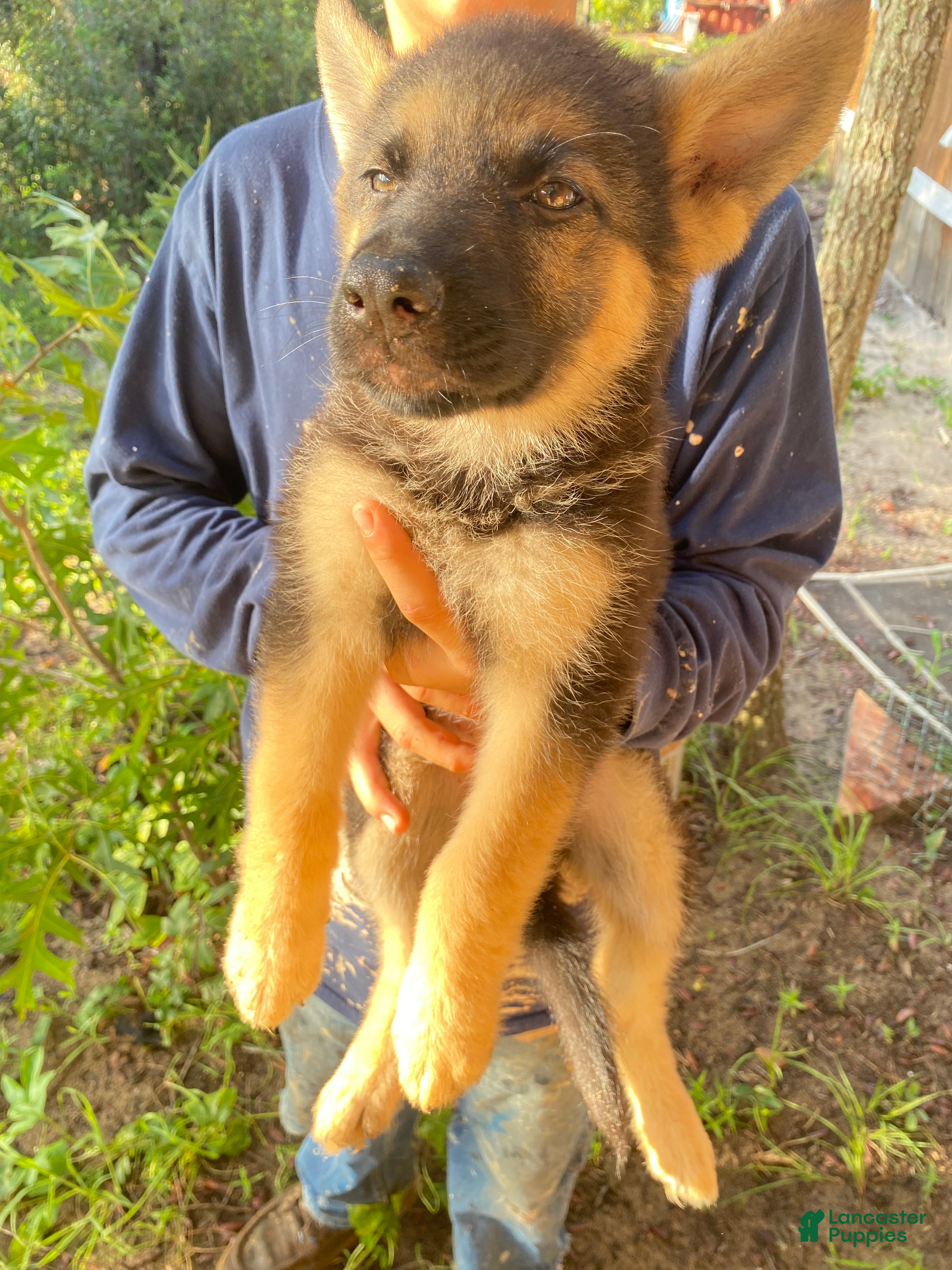 German Shepherd dogs German Shepherd 2 - Ad 12
