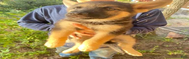 German Shepherd 2