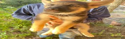 German Shepherd dogs for sale: German Shepherd 2 - Ad 1