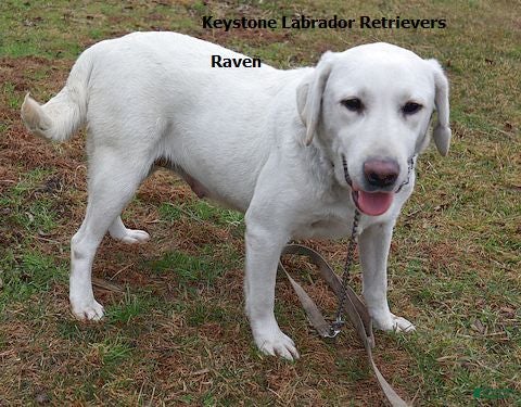 Labrador Retriever dogs Diesel Champ lines - Ad 2