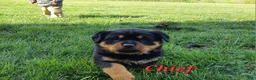 Rottweiler dogs for sale: AKC Chief  - Ad 2