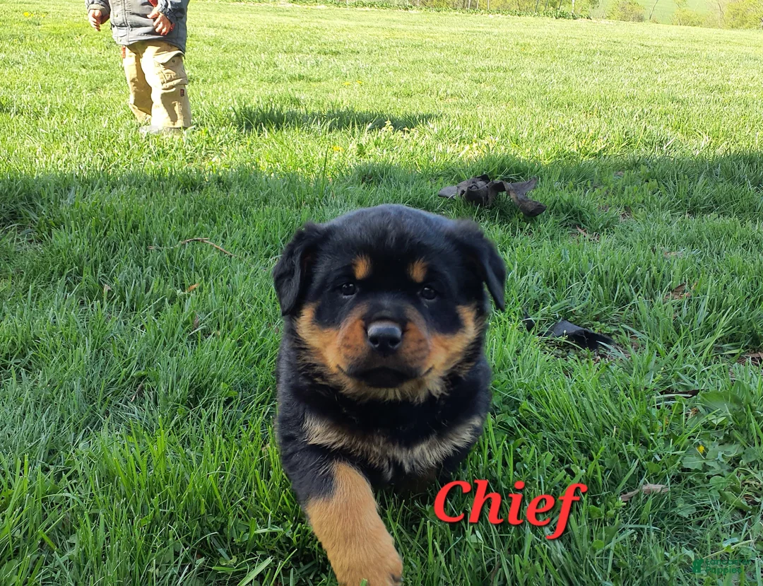 Rottweiler dogs for sale: AKC Chief  - Ad 2