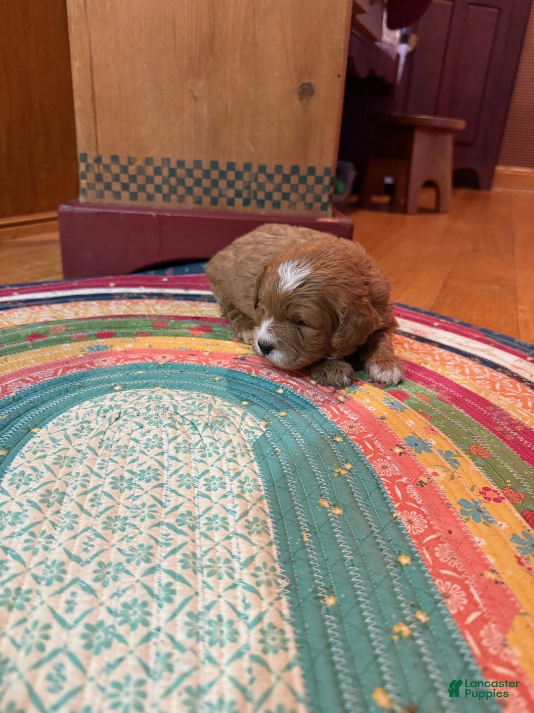 Mini Bernedoodle dogs for sale: Oliver - Ad 3