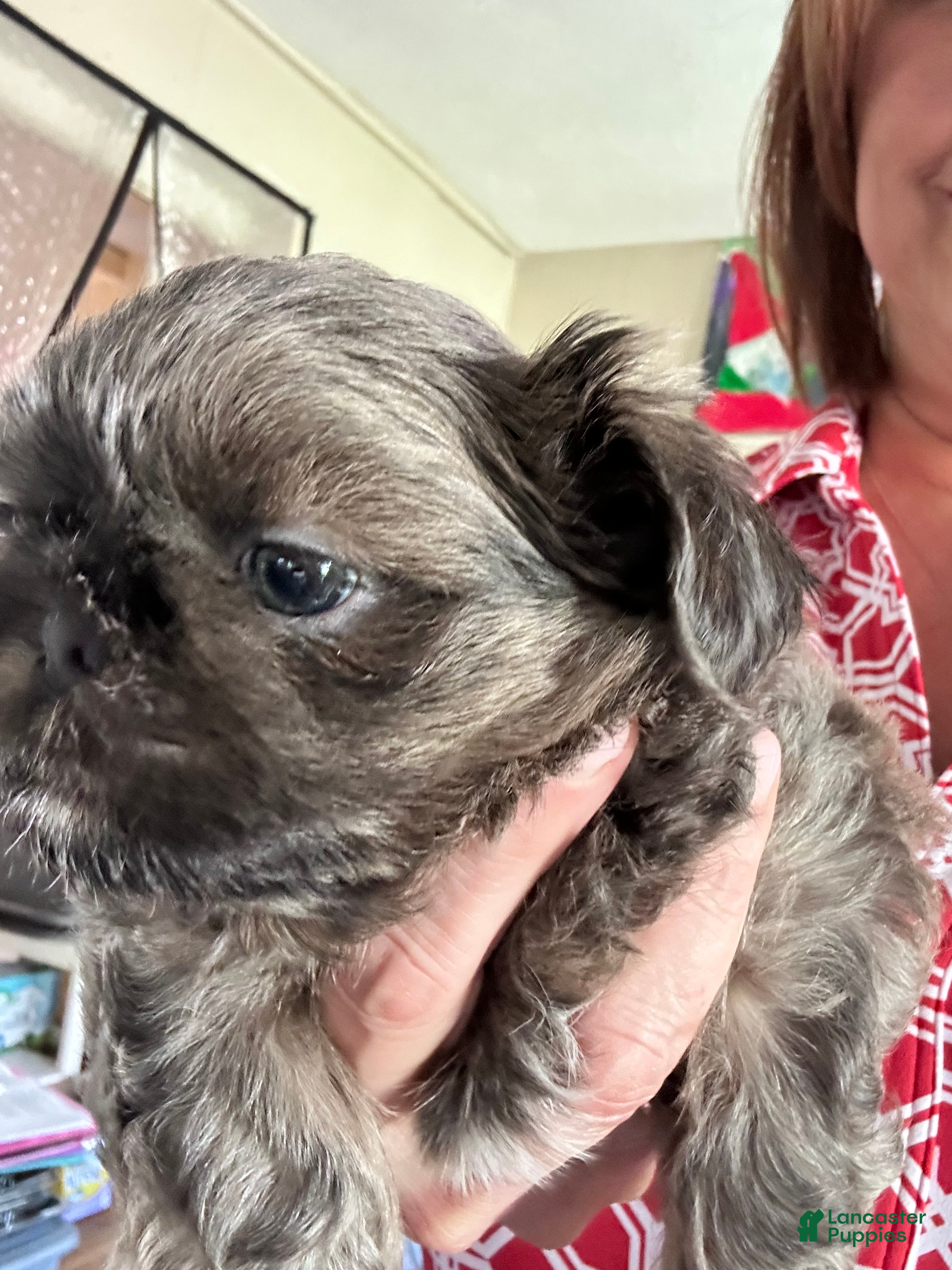 Shih Tzu dogs for sale: Shih Tzu Puppy 2 - Ad 3