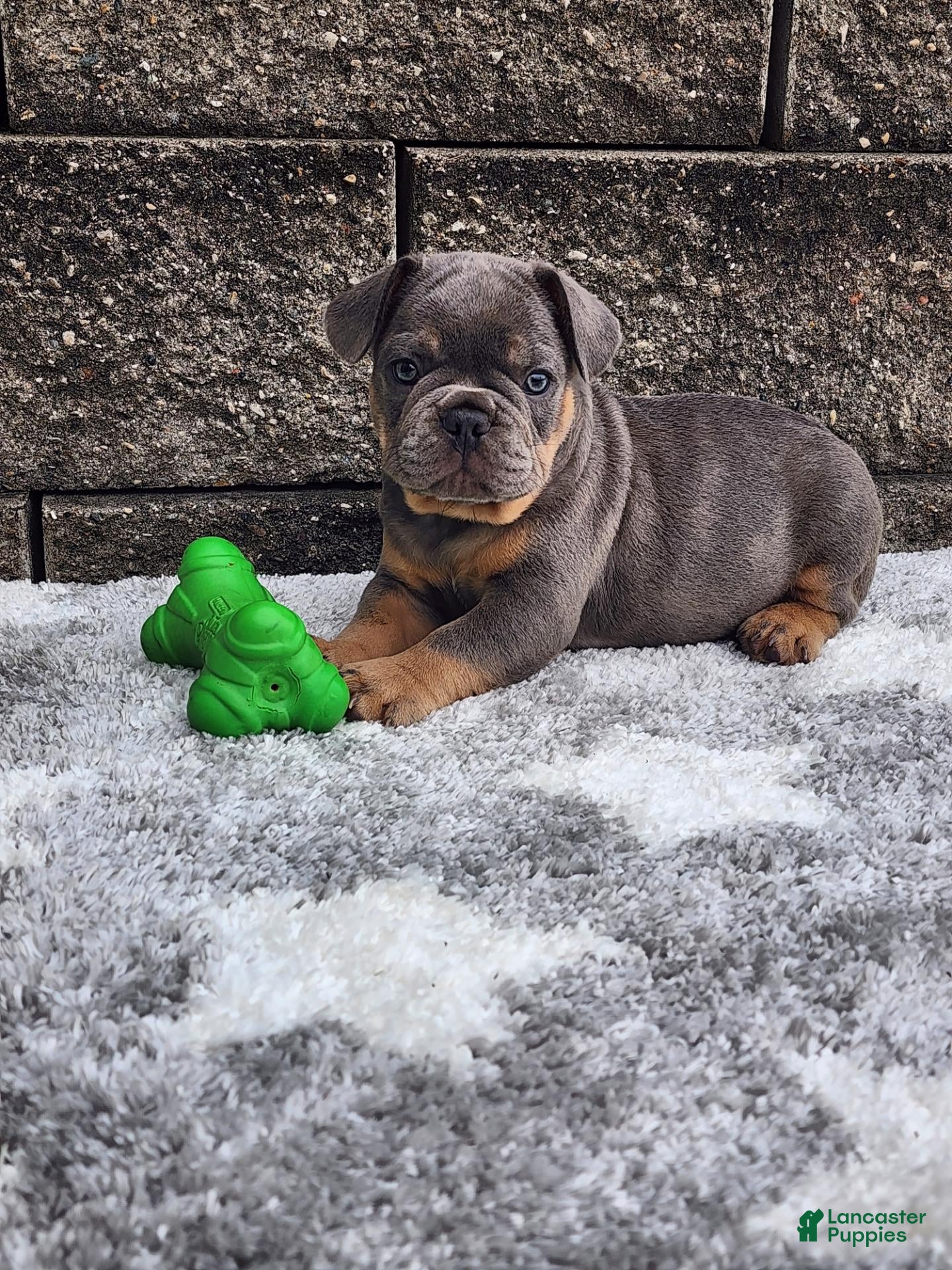 French Bulldog dogs Koda - Ad 35