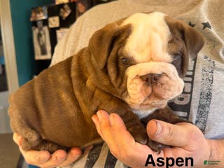 English Bulldog dogs Aspen - Ad 14