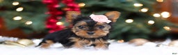 Yorkshire Terrier dogs for sale: Quinn - Ad 4