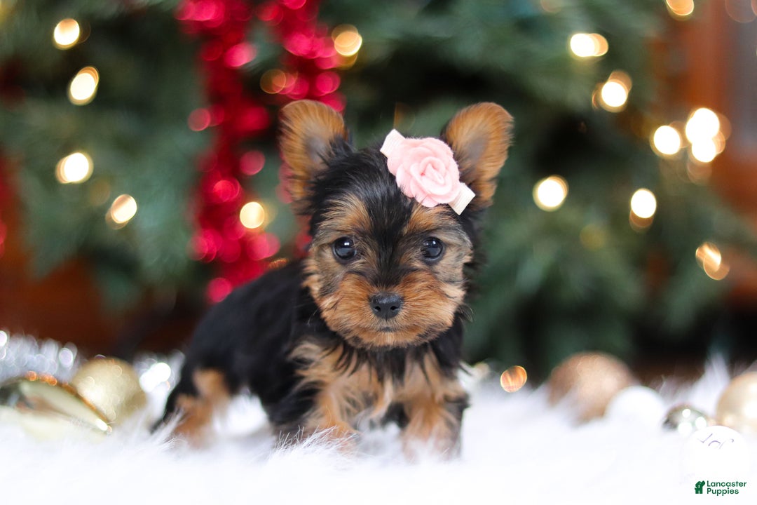 Yorkshire Terrier dogs for sale: Quinn - Ad 4