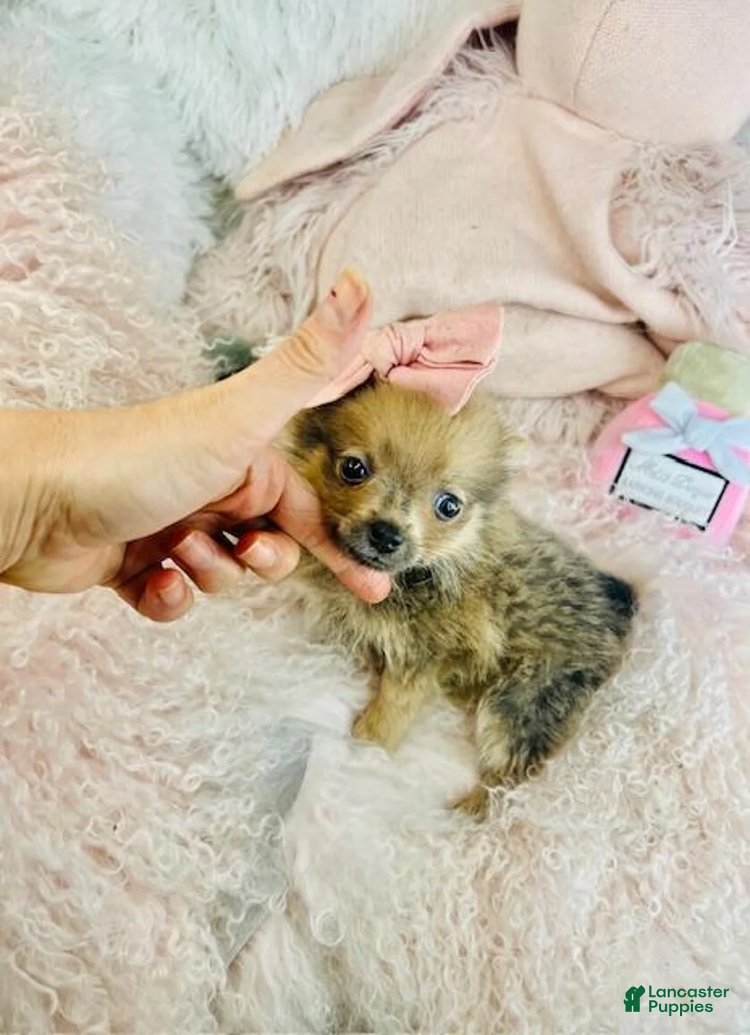Pomeranian dogs for sale: Pomeranian Puppy 1 - Ad 1