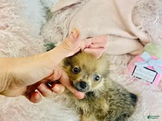 Pomeranian dogs Pomeranian Puppy 1 - Ad 9